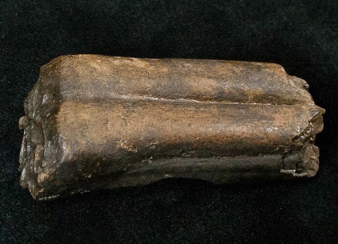 Pleistocene Aged Fossil Horse Tooth - Florida #17428